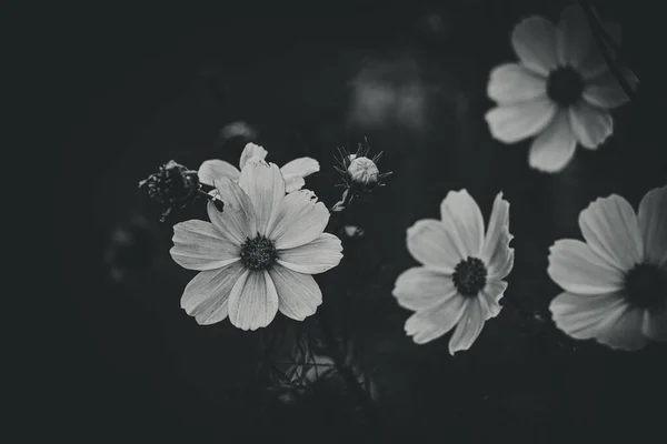 Bellissimi Fiorellini Estivi Che Crescono Giardino Tra Sfondo Verde Fogliame — Foto Stock