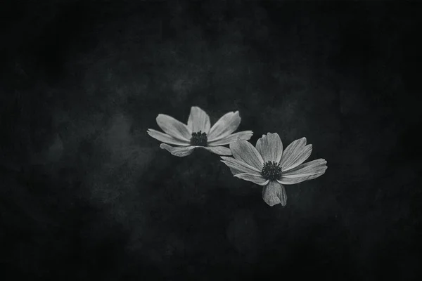 Bahçede yetişen güzel, küçük yaz çiçekleri yeşil arka planda sıcak bir günde