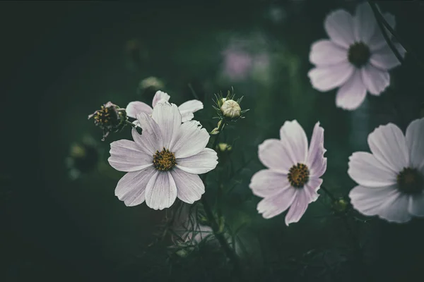 Красиві Маленькі Літні Квіти Ростуть Саду Серед Зеленого Фону Листя — стокове фото