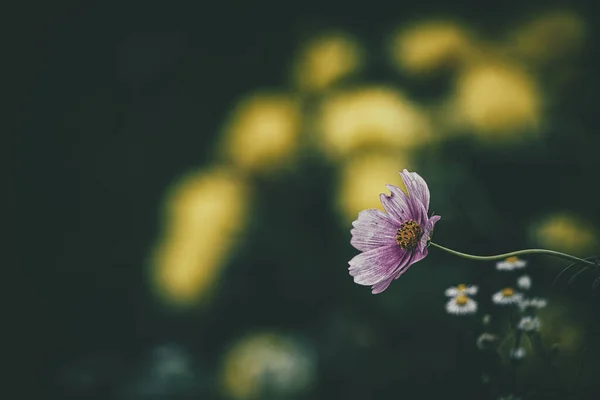 Красивые Маленькие Летние Цветы Растущие Саду Зеленом Фоне Листвы Теплый — стоковое фото