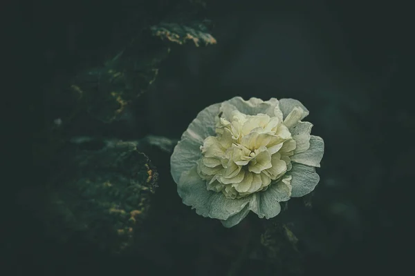 夏の庭の緑の葉の間の自然の生息地で美しい繊細なカボチャの花 — ストック写真