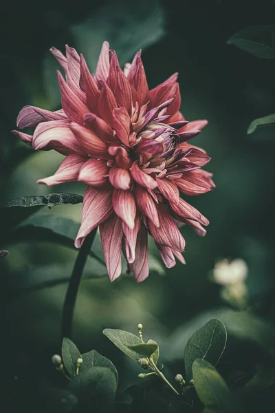 Bella Delicata Estate Rosa Dalia Fiore Giardino Tra Foglie Verdi — Foto Stock