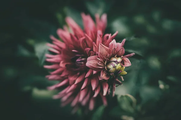 Bella Delicata Estate Rosa Dalia Fiore Giardino Tra Foglie Verdi — Foto Stock