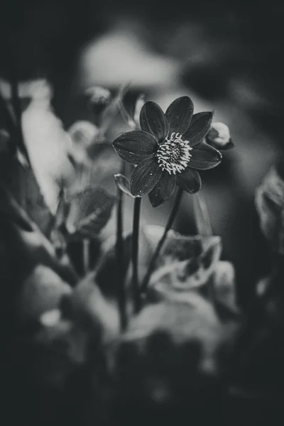 Ένα Όμορφο Μοβ Λουλούδι Μεγαλώνει Στο Καταπράσινο Κήπο Του Καλοκαιριού — Φωτογραφία Αρχείου