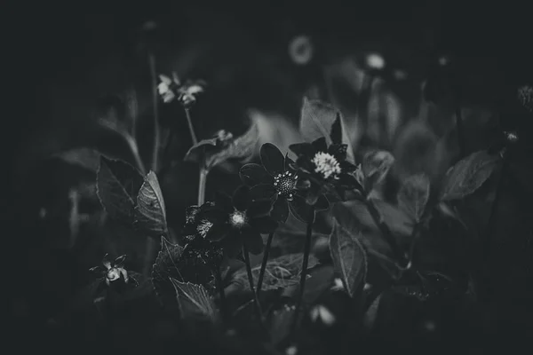 Eine Schöne Lila Blume Die Sommergrünen Garten Nahaufnahme Wächst — Stockfoto