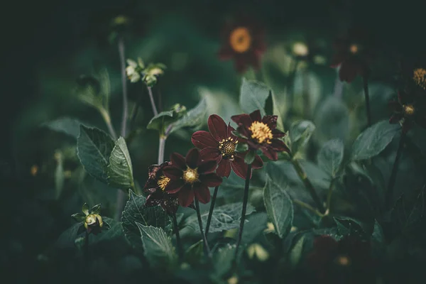 Ένα Όμορφο Μοβ Λουλούδι Μεγαλώνει Στο Καταπράσινο Κήπο Του Καλοκαιριού — Φωτογραφία Αρχείου