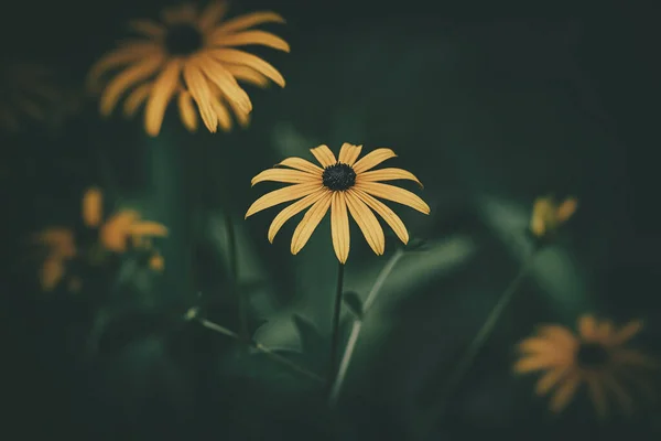 Красиві Ніжні Цікаві Жовті Квіти Зеленому Тлі Серед Листя Саду — стокове фото