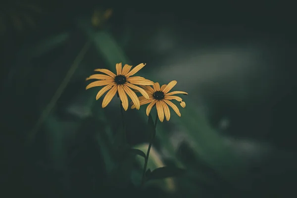 Hermosas Flores Amarillas Delicadas Interesantes Sobre Fondo Verde Entre Las —  Fotos de Stock