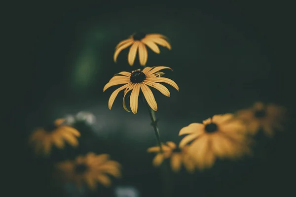 Bellissimi Delicati Fiori Gialli Interessanti Sfondo Verde Tra Foglie Del — Foto Stock