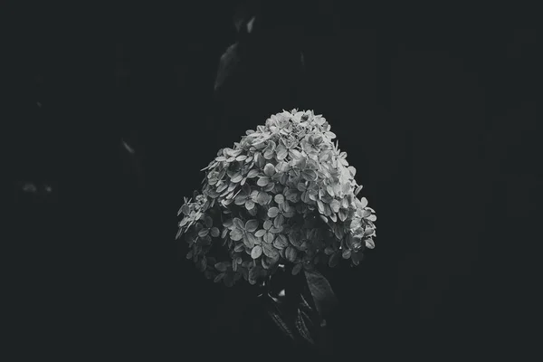 정원의 사이에 아름다운 흰색커다란 하이에나 — 스톡 사진