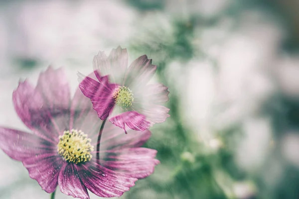 Lindas Pequenas Flores Verão Crescendo Jardim Entre Fundo Folhagem Verde Imagens De Bancos De Imagens