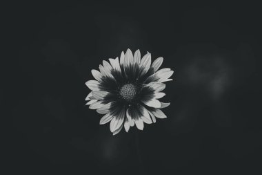 Bahçedeki yeşil yaprakların arasında güzel bir sarı-bordo çiçeği