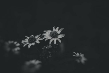 Bahçede yeşil arka planda yetişen güzel sarı çiçekler.