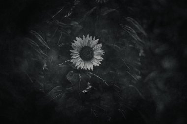 Yaz bahçesindeki yeşil yaprakların arka planında güzel sarı ayçiçeği