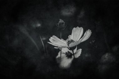 Bahçede yetişen güzel, küçük yaz çiçekleri yeşil arka planda sıcak bir günde