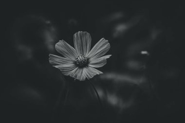 Bahçede yetişen güzel, küçük yaz çiçekleri yeşil arka planda sıcak bir günde