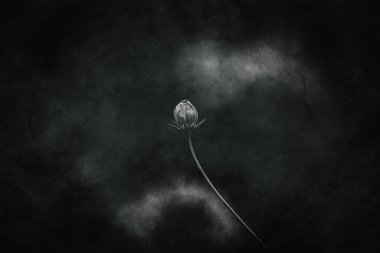 Bahçede yetişen güzel, küçük yaz çiçekleri yeşil arka planda sıcak bir günde