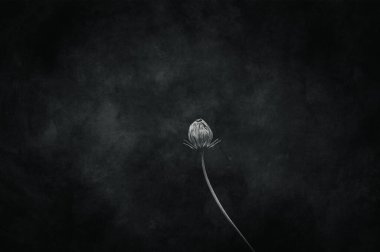 Bahçede yetişen güzel, küçük yaz çiçekleri yeşil arka planda sıcak bir günde