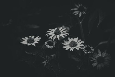 Bahçede yeşil arka planda yetişen güzel sarı çiçekler.