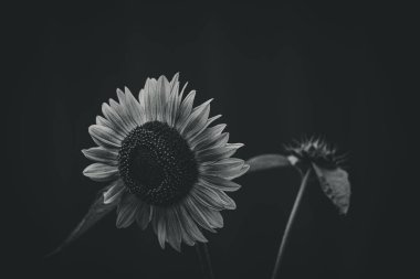 Güzel yaz ayçiçeği yeşil yaprakların arasında bir ev bahçesinde büyüyor.