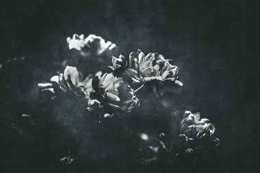 Güzel, narin bir yaz gülü. Bahçedeki sıcak güneşte çiçek açıyor.