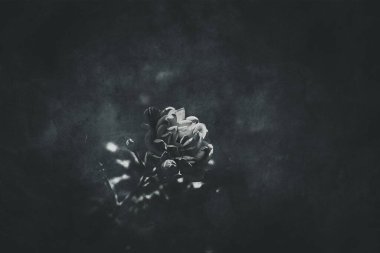 Güzel, narin bir yaz gülü. Bahçedeki sıcak güneşte çiçek açıyor.