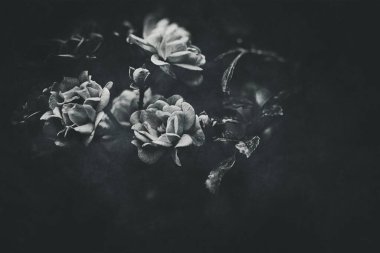 Güzel, narin bir yaz gülü. Bahçedeki sıcak güneşte çiçek açıyor.