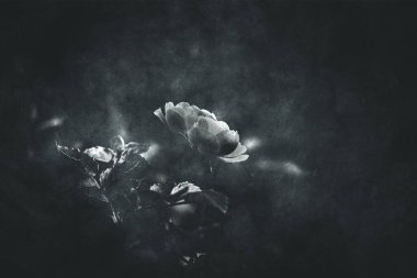 Güzel, narin bir yaz gülü. Bahçedeki sıcak güneşte çiçek açıyor.