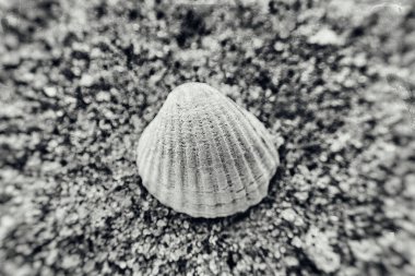 Güneşli bir yaz gününde kumsalın açık kumsalında uzanan küçük, güzel bir deniz kabuğu.