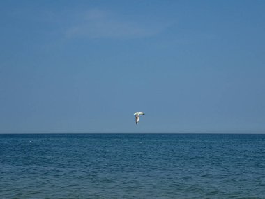 Güzel bir yaz tatili manzarası mavi deniz suyu ve gökyüzü ve sıcak bir günde uçan bir martı.