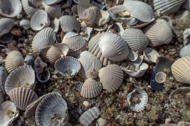 Sahilde beyaz, küçük, kırılgan deniz kabukları vardı.