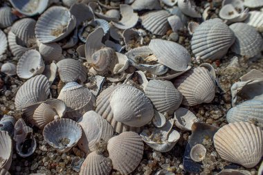 Sahilde beyaz, küçük, kırılgan deniz kabukları vardı.