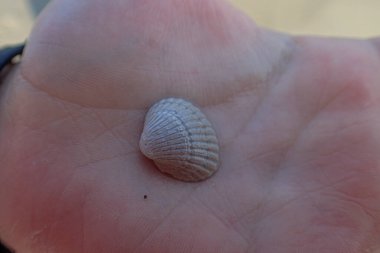 Güzel beyaz deniz kabuğu kumsalda el ele tutuşmuş.