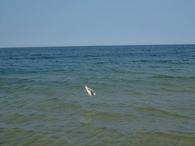 Güzel bir yaz tatili manzarası mavi deniz suyu ve gökyüzü ve sıcak bir günde uçan bir martı.
