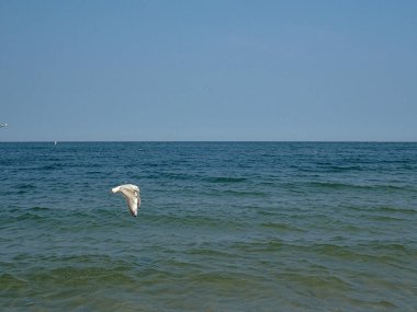Güzel bir yaz tatili manzarası mavi deniz suyu ve gökyüzü ve sıcak bir günde uçan bir martı.