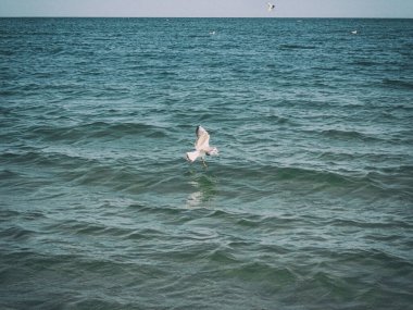 Güzel bir yaz tatili manzarası mavi deniz suyu ve gökyüzü ve sıcak bir günde uçan bir martı.