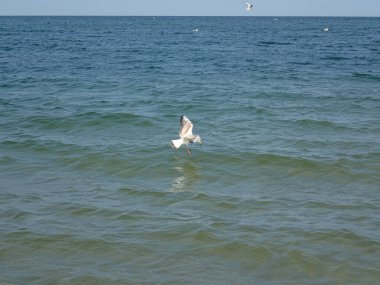 Güzel bir yaz tatili manzarası mavi deniz suyu ve gökyüzü ve sıcak bir günde uçan bir martı.