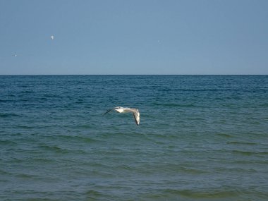 Güzel bir yaz tatili manzarası mavi deniz suyu ve gökyüzü ve sıcak bir günde uçan bir martı.