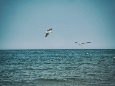 Güzel bir yaz tatili manzarası mavi deniz suyu ve gökyüzü ve sıcak bir günde uçan bir martı.