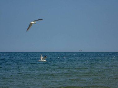 Güzel bir yaz tatili manzarası mavi deniz suyu ve gökyüzü ve sıcak bir günde uçan bir martı.