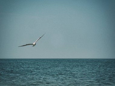 Güzel bir yaz tatili manzarası mavi deniz suyu ve gökyüzü ve sıcak bir günde uçan bir martı.