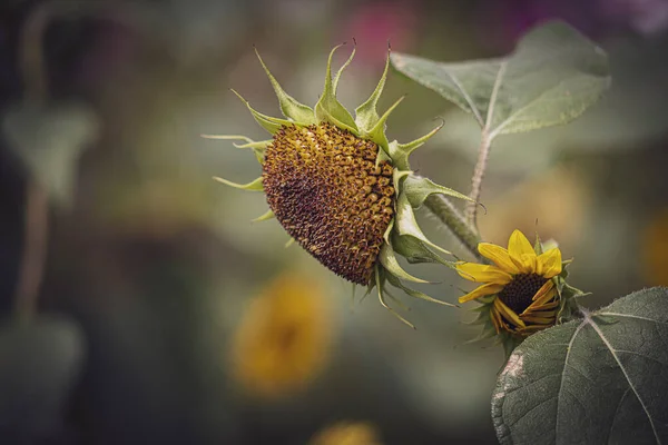 Beau Tournesol Mûr Été Poussant Dans Jardin Maison Parmi Les — Photo