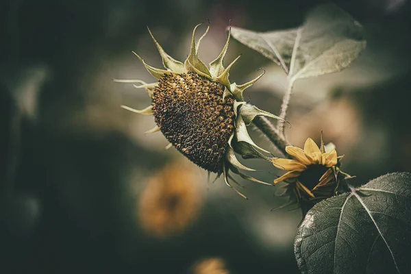 Beautiful Summer Ripe Sunflower Growing Home Garden Green Leaves — Stock Photo, Image