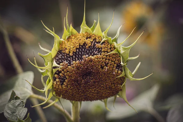 Beau Tournesol Mûr Été Poussant Dans Jardin Maison Parmi Les — Photo