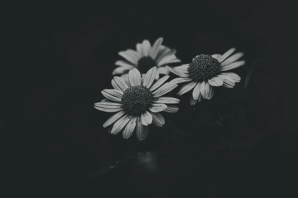 Hermosas Flores Amarillas Verano Creciendo Jardín Sobre Fondo Verde —  Fotos de Stock