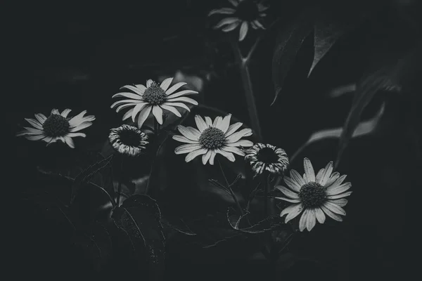 Hermosas Flores Amarillas Verano Creciendo Jardín Sobre Fondo Verde — Foto de Stock