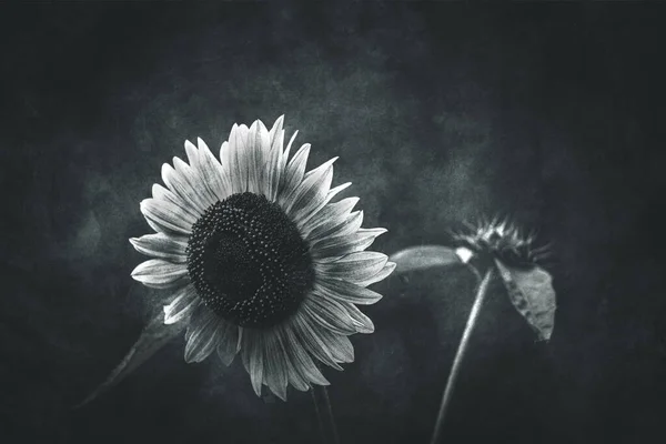 Hermoso Verano Girasol Maduro Creciendo Jardín Casero Entre Hojas Verdes —  Fotos de Stock