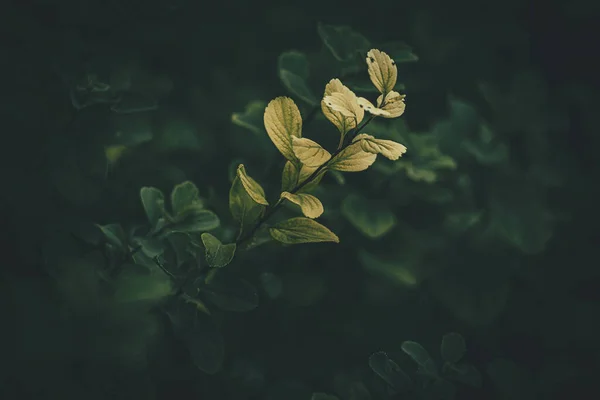 Schöne Kleine Hellgrüne Blätter Eines Busches Auf Dunklem Floralen Hintergrund — Stockfoto
