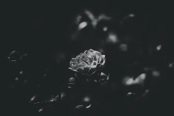 Belle Rose Été Délicate Fleurissant Sous Soleil Chaud Dans Jardin — Photo