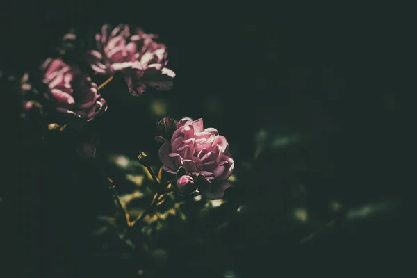 庭の暖かい太陽の下で咲く美しい繊細な夏のバラ — ストック写真